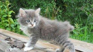 Animal Planet   :  Cats 101 ~ Kurilian Bobtail