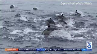 Dolphins stampede off Orange County Coast on Christmas Eve