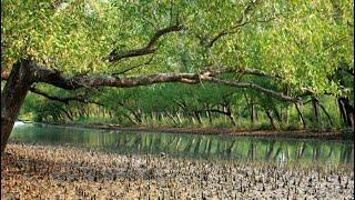 छत्तीसगढ़ के वन्य जीव अभ्यारण।—[Wildlife Sanctuary of Chhattisgarh]—Hindi Documentary