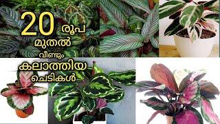 calathea plants at huge discount || online sale || limited stock || FEMINA'S DIARIES || Video#150