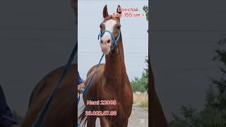 ОТ  СОТИЛДИ #ot #horse #лошадки