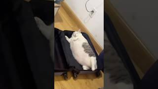 Don't let your cat get too fat. 