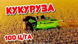 УБОРКА КУКУРУЗЫ  ЗАВОРАЖИВАЮЩЕЕ ЗРЕЛИЩЕ …