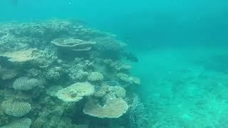 Reg Ward Reef - Great Barrier Reef