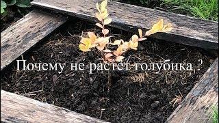  Почему Не Растёт Голубика ?