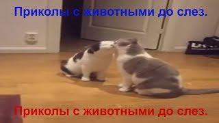 Приколы с животными до слез.