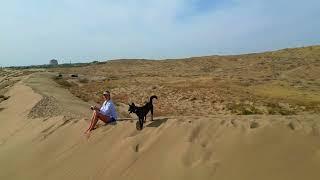 Dogs, Us, Dunes, Camera and Drone