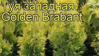 Туя западная Голден Брабант. Краткий обзор, описание характеристик thuja occidentalis Golden Brabant