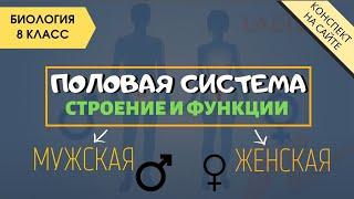 Половая система человека. Анатомия 8 класс. Мужская, женская репродуктивная система. Половые органы