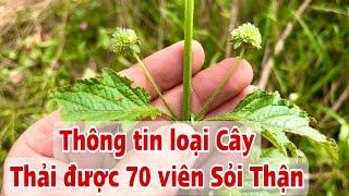 Thông tin loại Cây thải 70 viên Sỏi Thận . PHAN HẢI Channel