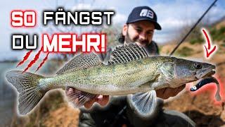 Mit DIESER TECHNIK fängst du ZANDER vom Ufer im Baggersee - Drop Shot bringt im Herbst/Winter Fisch!