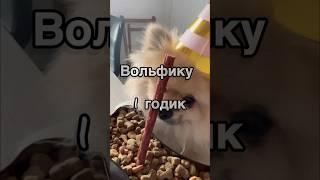 Вольфику 1 годик 