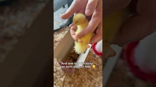 Welcome to the good life, little ones  #animalrescue #secondchances
