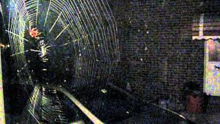 Massive Orb-Weaver Spider Spins a web in time lapse