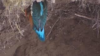 Eisvogel beim Graben der Bruthöhle / Common kingfisher excavating the burrow