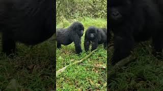 Gorilla love as they stir  at each other.