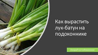 Как вырастить лук-батун на подоконнике