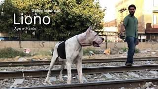 15 Months beast Bully Kutta "Liono" from Pakistan.