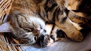 Mom Cat Coco Hugs 7 Cute meowing Kittens