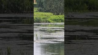 Новая жизнь