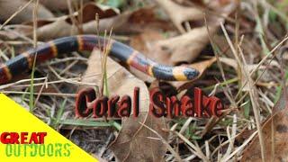 CORAL SNAKE, Holding the second most venomous snake in the world. Free hand.