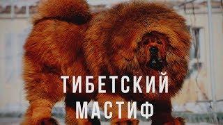 ТИБЕТСКИЙ МАСТИФ - ВСЕ О ПОРОДЕ.