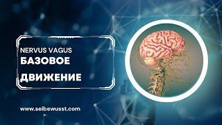 Блуждающий нерв. Базовое движение. Баланс ВНС. Расслабление шеи.