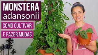 MONSTERA adansonii  como CULTIVAR e FAZER MUDAS 