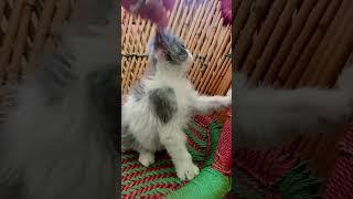 #cute #cat #love #status #trending #shorts #viralvideo #youtubeshorts