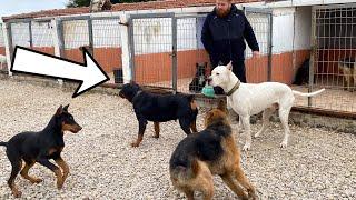 KÖPEKLER Rottweiler MARLA İÇİN SAVAŞA GİRDİ HEPSİ YARALANMIŞ!