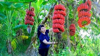 How to Harvest red Banana, goes To Market Sell - Harvesting and Cooking |Tieu Vy Daily Life