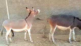 Male donkey meeting with female Donkey video 2