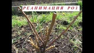 Розы спасаю водкой. Один из способов реанимировать розы после зимы.