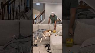 Don’t trust your dog with a full bladder 