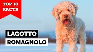 Lagotto Romagnolo - Top 10 Facts