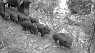 SaPa vietnamese pigs family crossing the street.