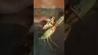 Rezeki mancing ikan, dapat kepiting