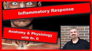 Inflammatory Response:  Anatomy and Physiology