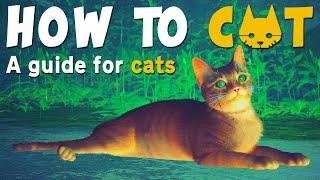 How to Cat  | Stray