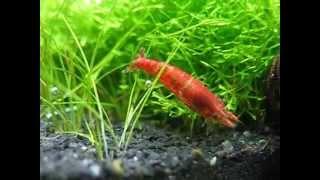 Red cherry shrimp near riccia