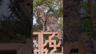 Полосатый кот свесил длинный хвост с забора  Смешные коты  Grey cat on fence  Funny cats meme pet