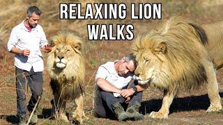 1 Hour of Relaxing LION WALKS in Nature 4K | The Lion Whisperer