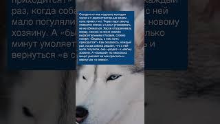 История про Собаку Хаски в поисках хозяина  Зацените историю: Часть №67