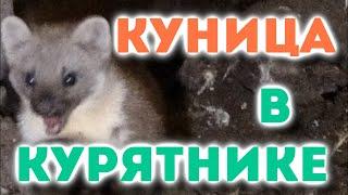 Куница в курятнике