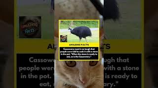 Flick reaction to amazing facts | #facts #cat #shorts