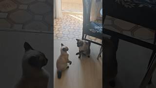Запугивание псвидетеля