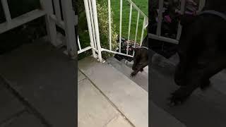 Wally the dog walking up the front steps