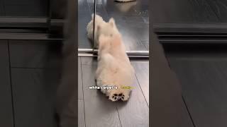 A West Highland White Terrier.#dog #shorts #cute #animal #shortvideo #Westie