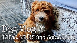 CAVAPOO PUPPY | DOG VLOG 2 - Walks, Socialising and Bath time