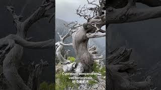 Cpressus sempervirens var. horizontalis 地中海柏木